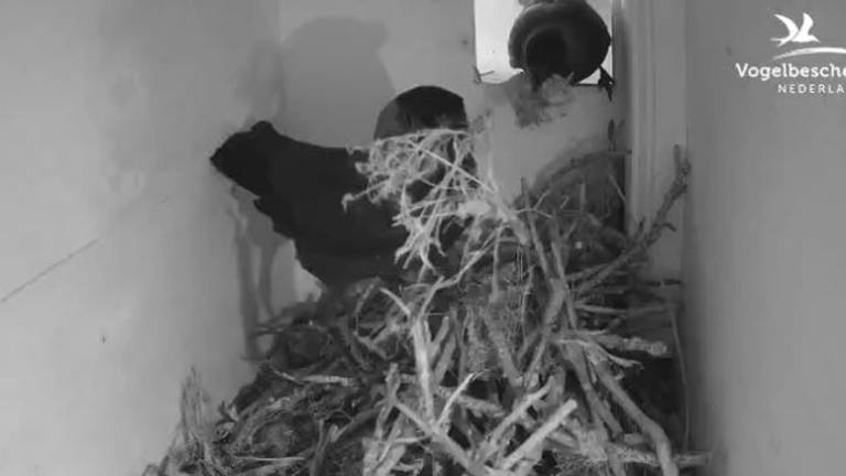 De kauwen bouwen hun nest (beeld: Vogelbescherming Nederland).
