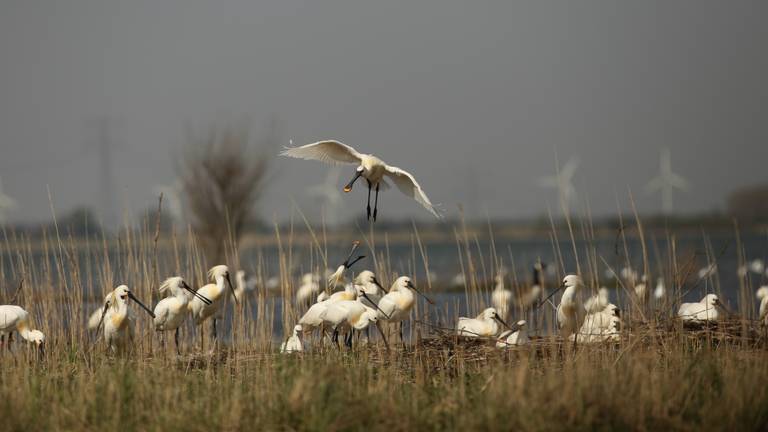 Zo'n 150 lepelaars streken donderdag neer bij het Markiezaatsmeer (Foto: Erik de Jonge)