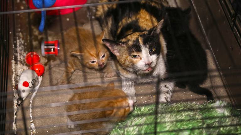 De brandweer redde een hond, een moederpoes en haar drie kittens (Gabor Heeres/SQ Vision Mediaprodukties)