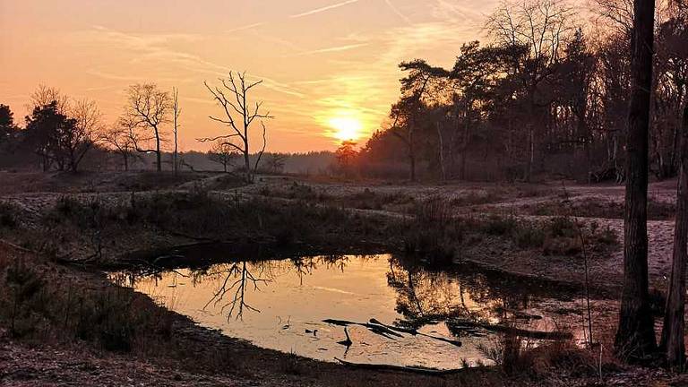 De gemeente dankt haar naam aan natuurgebied De Maashorst (foto: Marieke van Boxtel).