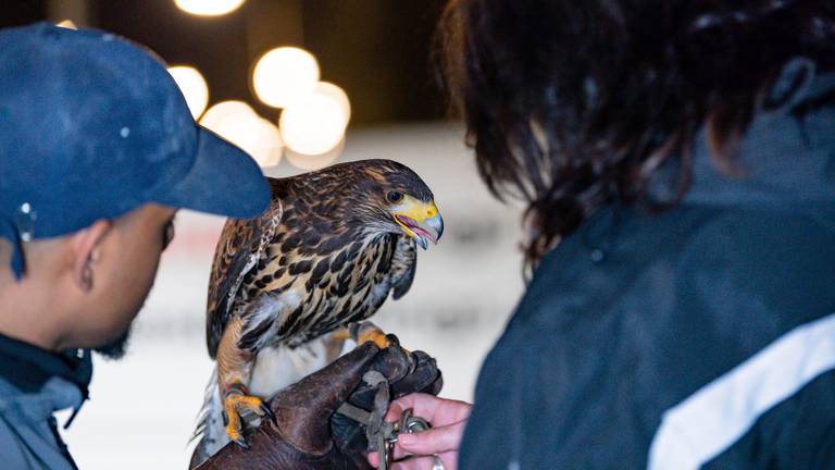 Hira is weer in veilige handen. (foto: Toby de Kort / De Kort Media)