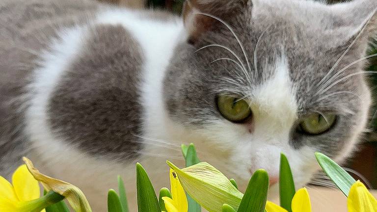 Coco, Luna en Simba zijn het meest geliefd als kattennaam (archieffoto).