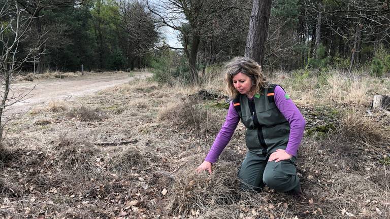 Boswachter Janneke de Groot laat zien hoe droog het is in natuurgebied de Maashorst. (Foto: René van Hoof)