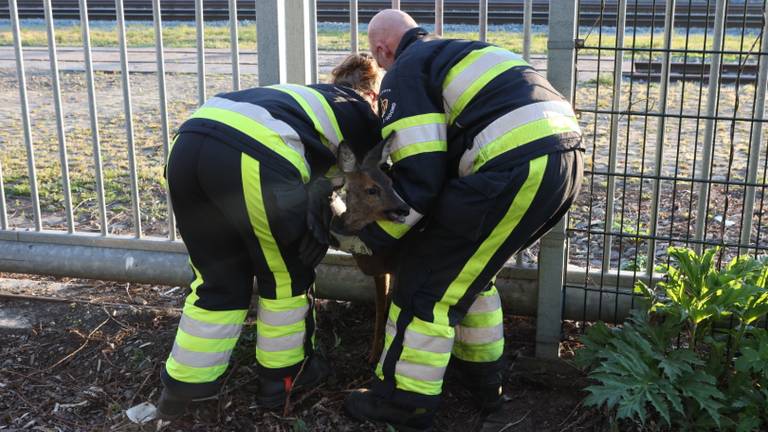 De brandweer bevrijdde het dier. (Foto: Sander van Gils/SQ Vision)