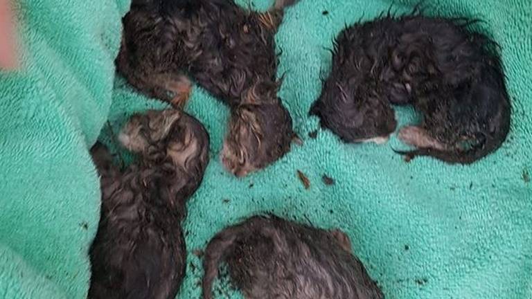 De vier in Bergen op Zoom gevonden kittens. (Foto: Kimberley Schuurbiers)