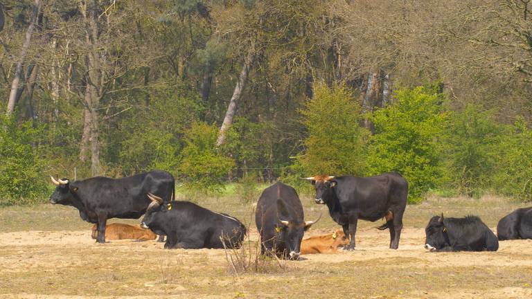 Grote grazers in de Maashorst. (Foto: Omroep Brabant)