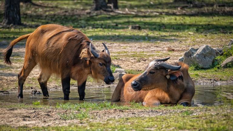 Rode buffels in Beekse Bergen (Foto: Wil Reijnders)