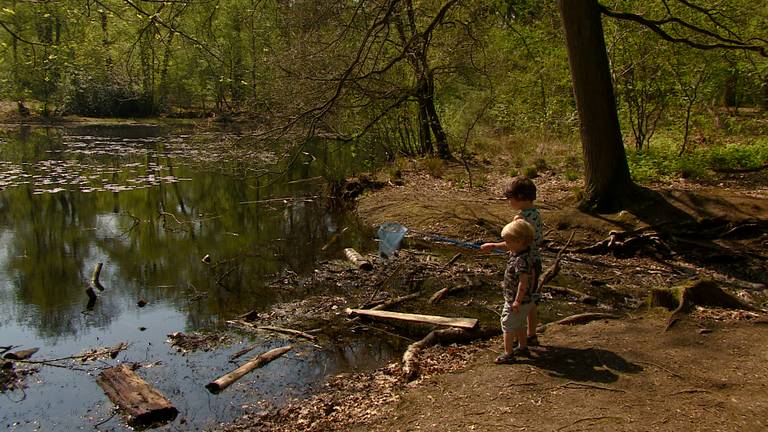 Kinderen proberen kikkers te vangen in de Oisterwijkse bossen en vennen.