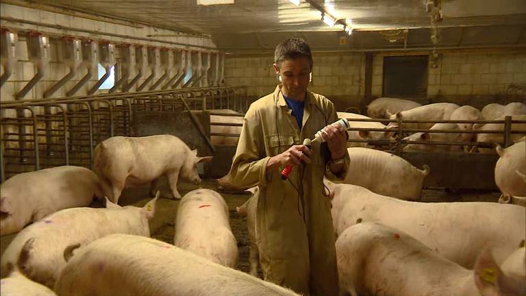 Boer Jan Vermeer in zijn stal. (Foto: Omroep Brabant)