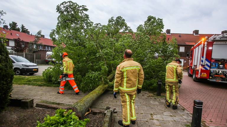 Boom omgevallen door windstoten in Asten. (Foto: Pim Verkoelen/SQ Vision)