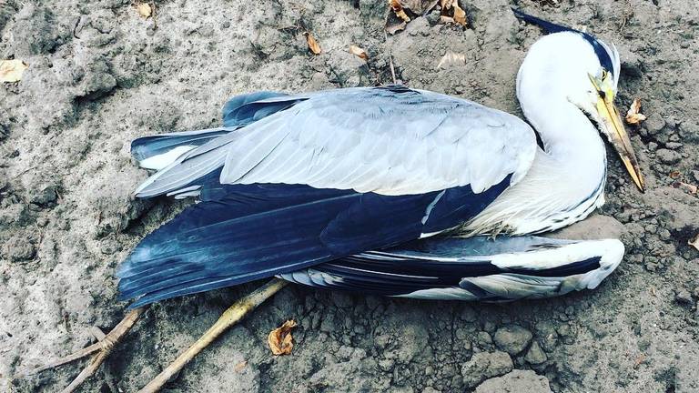 Er werden verschillende dode vogels aangetroffen in Leende (Foto: Instagram).