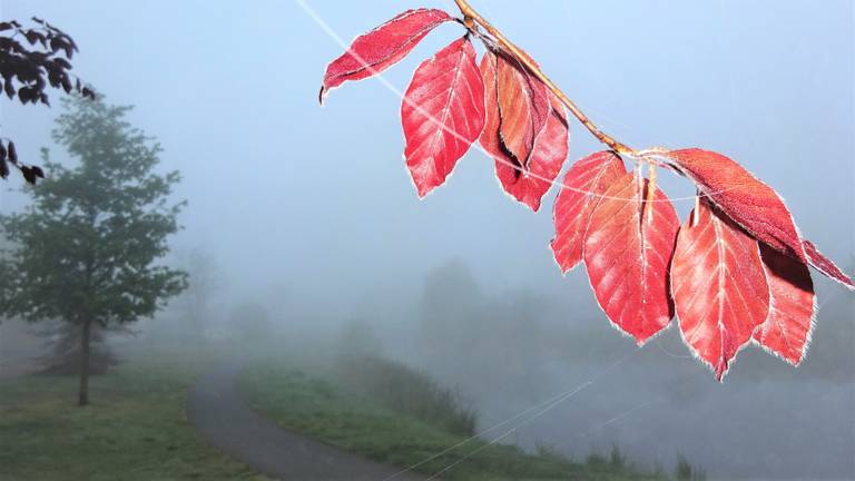 Mist in Rijen (Foto: Joop van der Kaa)