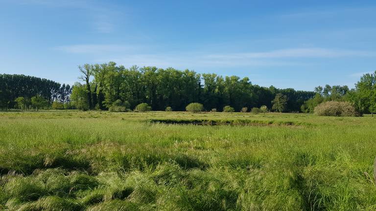 De Geelders in Boxtel. (Foto: Merel de Leuw)