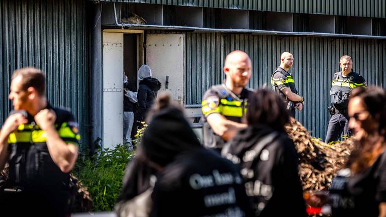 De varkensstal werd bezet door dierenactivisten (foto: Rob Engelaar).