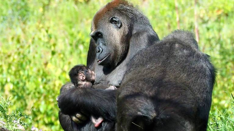 Het is de eerste keer dat er een gorilla is geboren in het safaripark (foto: Beekse Bergen).