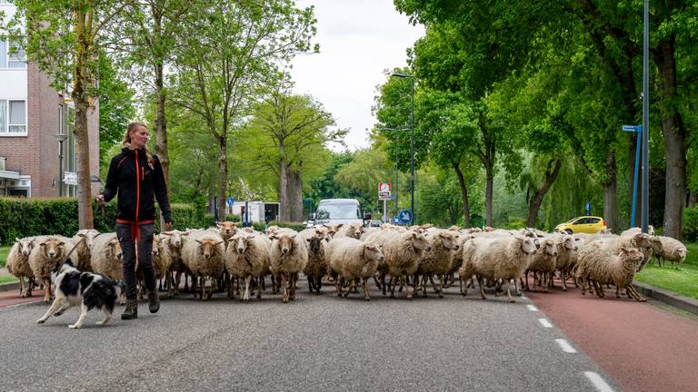 Foto: Marcel van Dorst