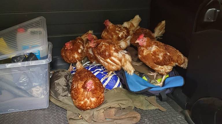 De kippen konden makkelijk worden gevangen, omdat ze tam waren. (Foto: Erik de Jonge)
