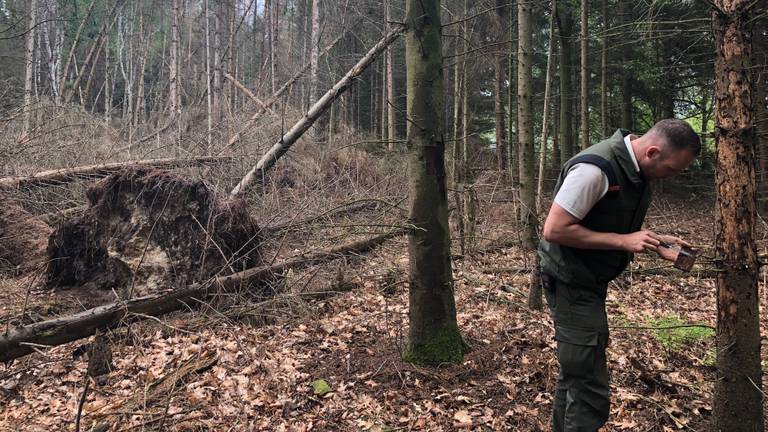 Fijnsparren overleven een aanval van de letterzetter niet (foto: Tonnie Vossen)