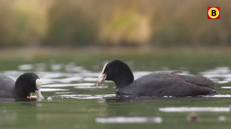 Watervogels in de Oisterwijkse Vennen.