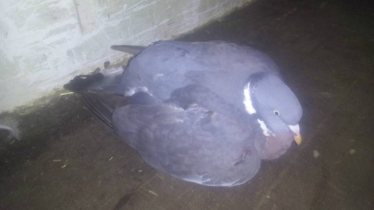 De duif werd 'over straat geschopt' en raakte gewond. (Foto: Dierenambulance Brabant Noord-Oost)
