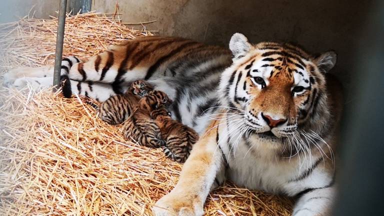 Moeder Angara met haar drie welpjes. (Foto: Beekse Bergen)