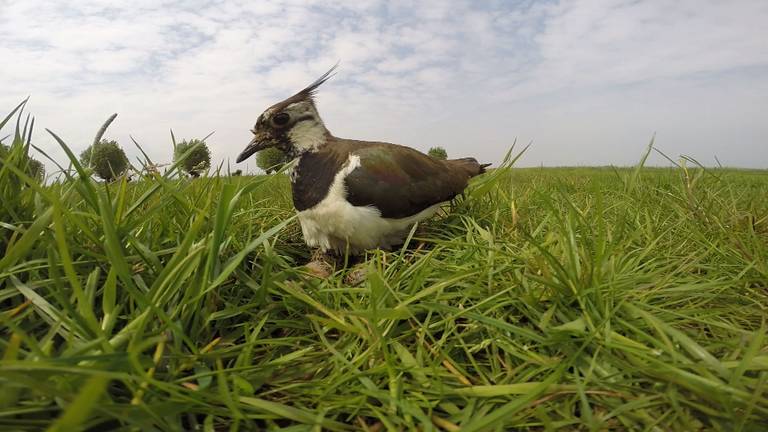 De weidevogels, waaronder de kievit, krijgen het steeds moeilijker.