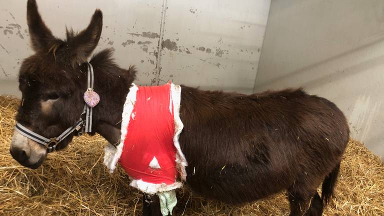 Ezel Dio heeft een pacemaker gekregen (Foto: Stichting Ezelshoeve).