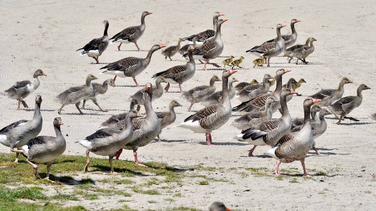 Een klein deel van de ganzen bij de Asterdplas (foto: Erald van der Aa)