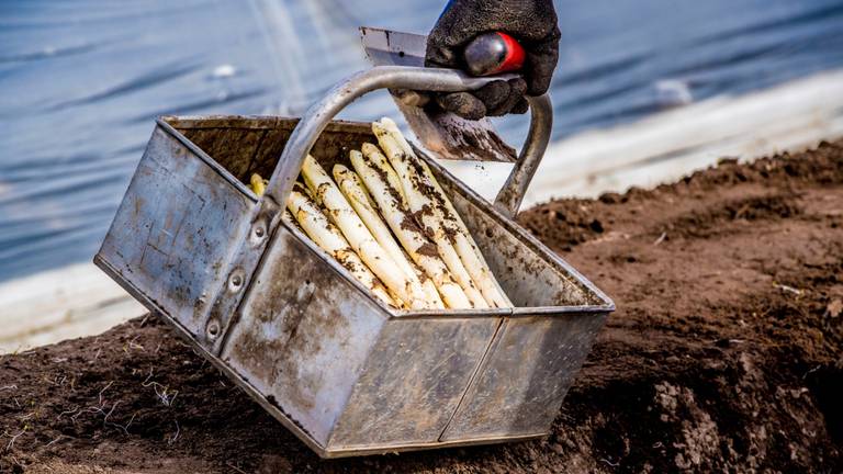 Deze asperges zijn met de hand gestoken (foto: ANP).