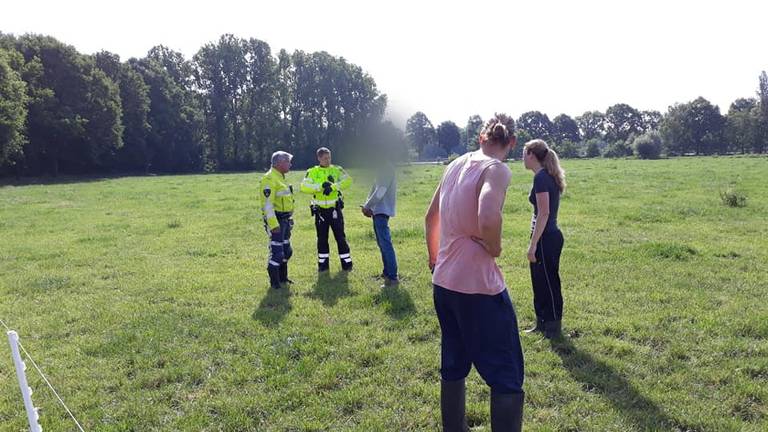 De man liep door de wei, waardoor de koeien het op een lopen zetten. (Foto: Zuivelboerderij De Driehoek)