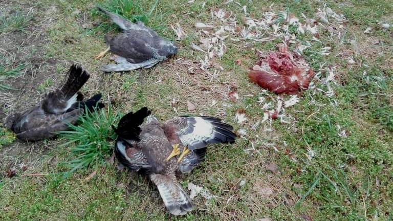 Verschillende vergiftigde dieren gevonden afgelopen maand in Eersel (foto: Omgevingsdienst Brabant Noord).