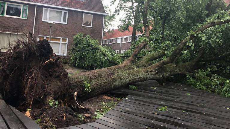 Omgevallen bevrijdingsboom in Eindhoven. (Archieffoto: Omroep Brabant)