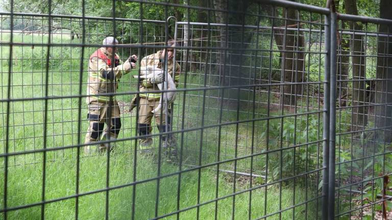 Het lammetje is losgemaakt door de brandweer. (Foto: Sander van Gils/SQ Vision Mediaprodukties)