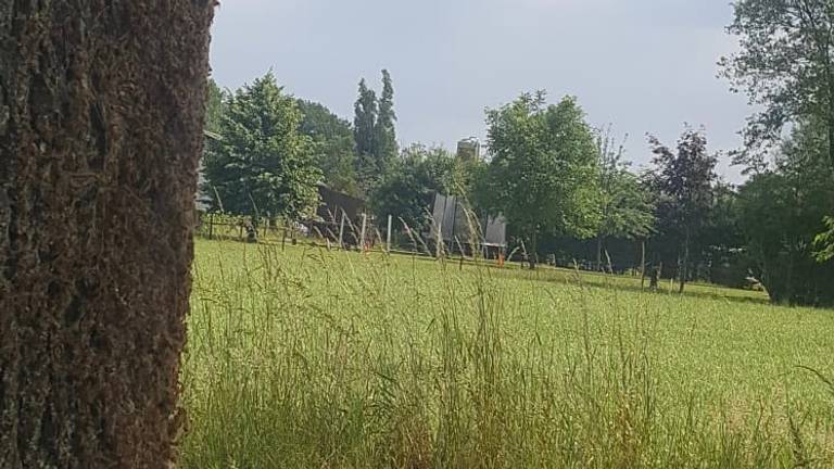 Eikenprocessierupsen in een boom vlakbij het huis van Jaap. (Foto: Jaap Noorlander)