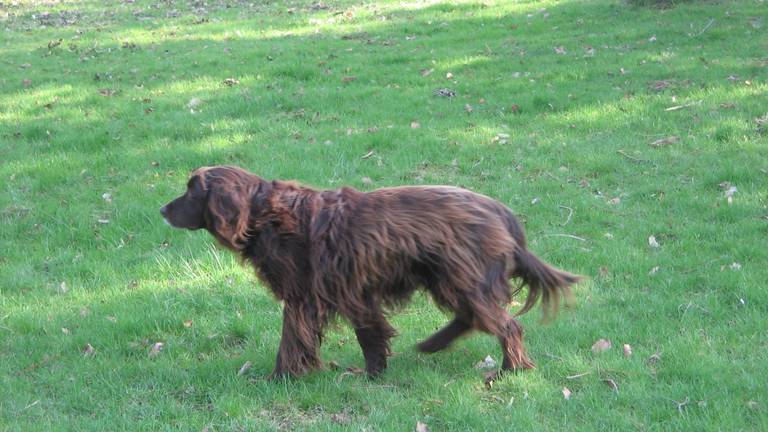 Een langharige Duitse Staander, niet de hond uit het verhaal. (Foto: Wikimedia)
