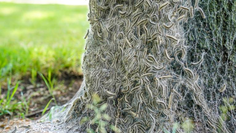 Nest met eikenprocessierups (foto: Marcel van Dorst/SQ Vision).