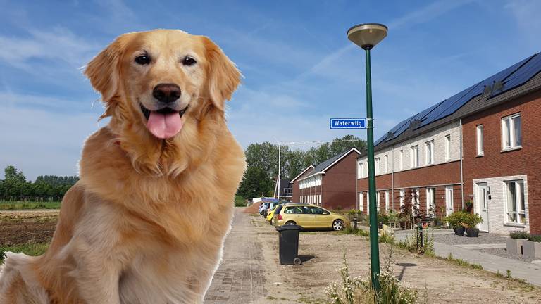 Golden Retriever gestolen op Waterwilg in Boskant