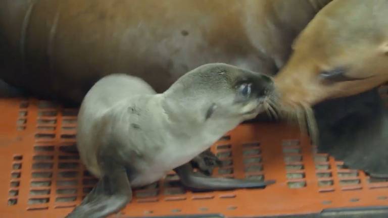 Moeder Zora was smoorverliefd op haar pasgeboren kleine zeeleeuwtje (Foto: Beekse Bergen)