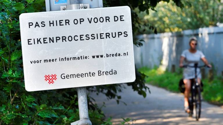 Ook in Breda hadden ze last van de rups (Foto: Erald van der Aa).