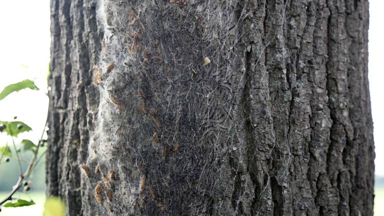 De bomen zitten vol met eikenprocessierupsen (foto: Karin Kamp).