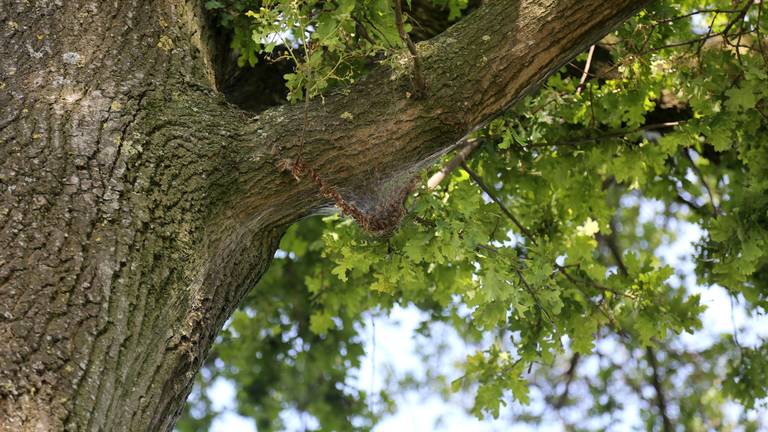 Een nest met eikenprocessierupsen. (Foto: Karin Kamp)