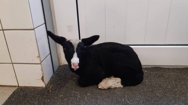 Het pasgeboren lammetje is opgevangen bij Vogelrevalidatiecentrum Zundert (Foto: Vogelrevalidatiecentrum Zundert)