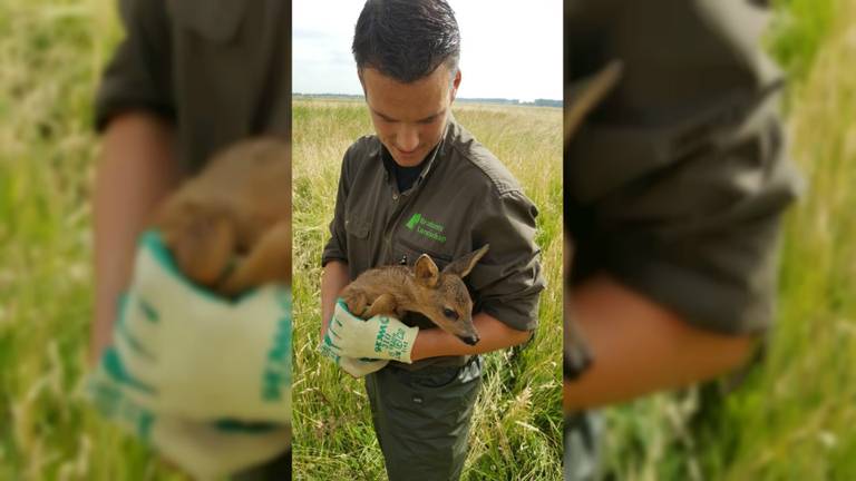 Boswachter Erik de Jonge met een gered reekalfje. (Foto: Erik de Jonge)