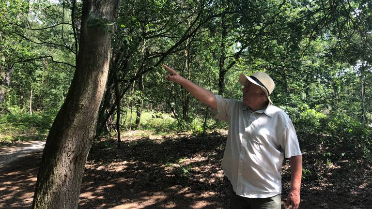 Boswachter Frans Kapteijns bij een nest van de eikenprocessierups (Foto: Imke van de Laar)