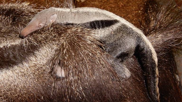 De kleine miereneter werd zondag geboren. (Foto: ZooParc Overloon)