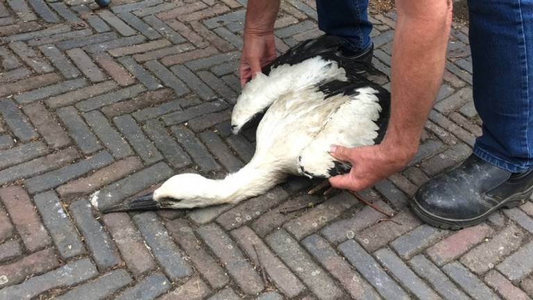 Het overlevende ooievaarsjonkie wordt naar de ooievaarsopvang gebracht. (Foto: Monique van de Wijdeven / Dierenambulance Den Bosch)