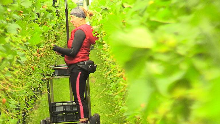 Een Poolse arbeidsmigrant aan het werk in de kassen