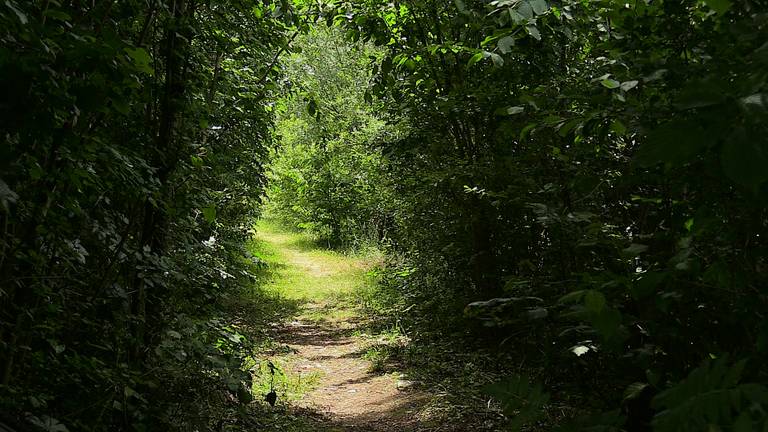 Via dit geheimzinnige paadje loop je naar het mysterieuze Duyls Bosje