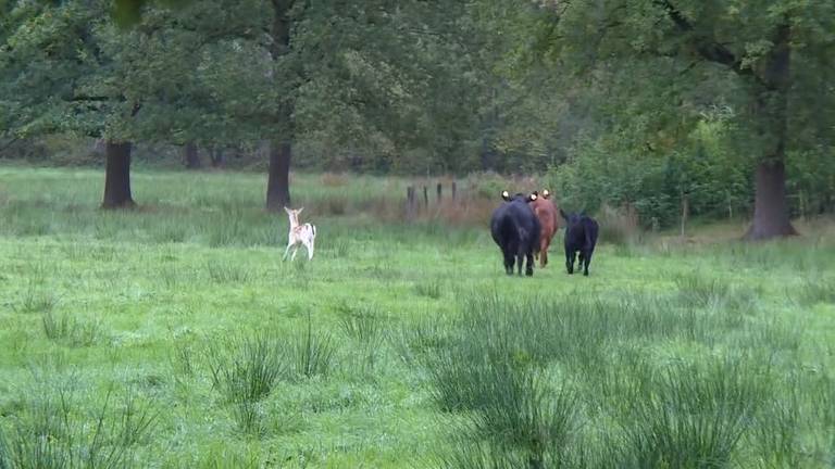 Transhert: hertje die denkt dat hij een koe is.