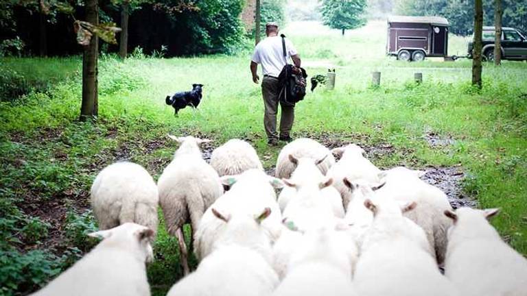 Schaapsherder John Sterrenburg met zijn schapen en hond (Foto: John Sterrenburg).